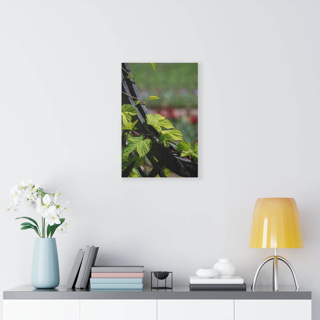 Ivy-Covered Fence - Canvas