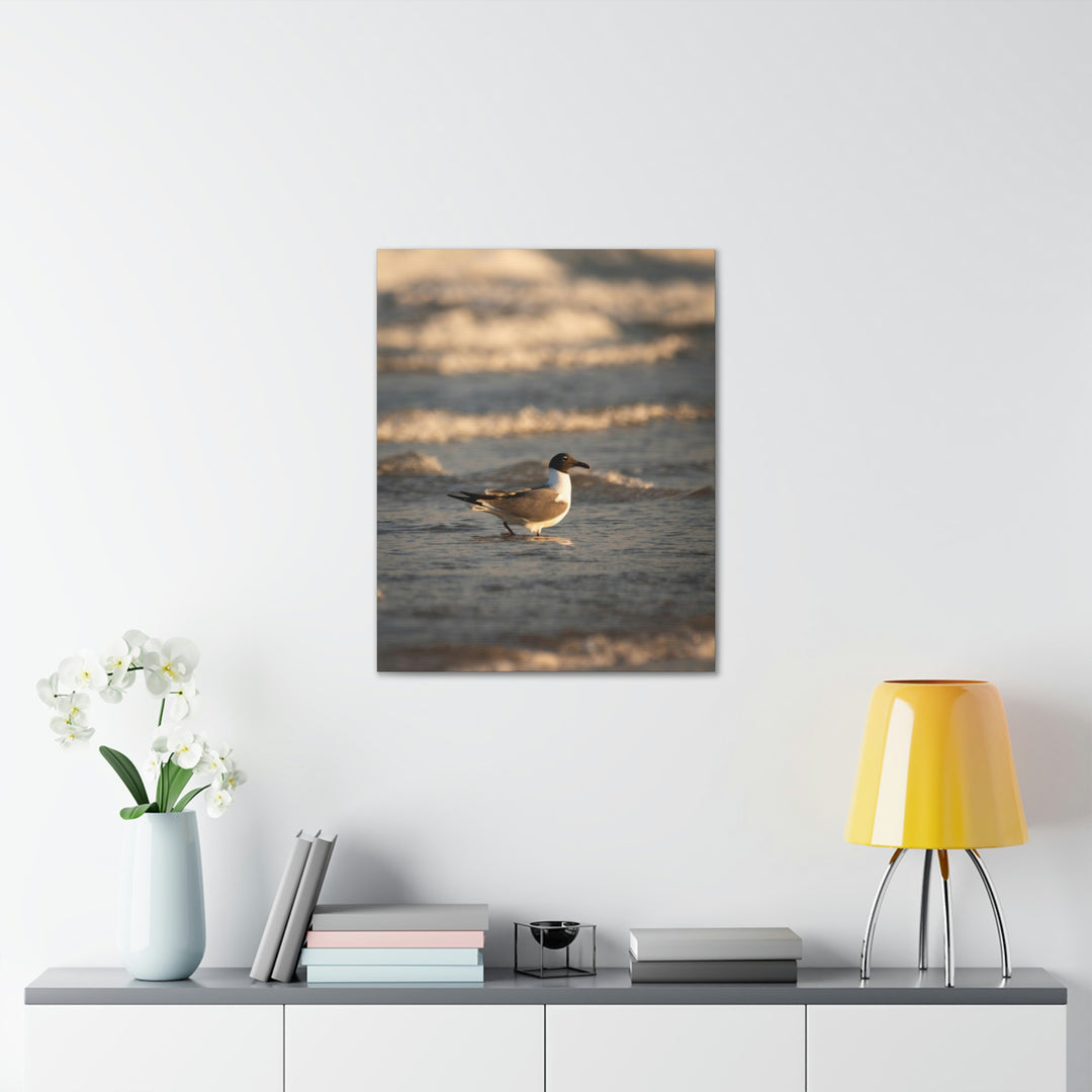 Laughing Gull in the Surf - Canvas