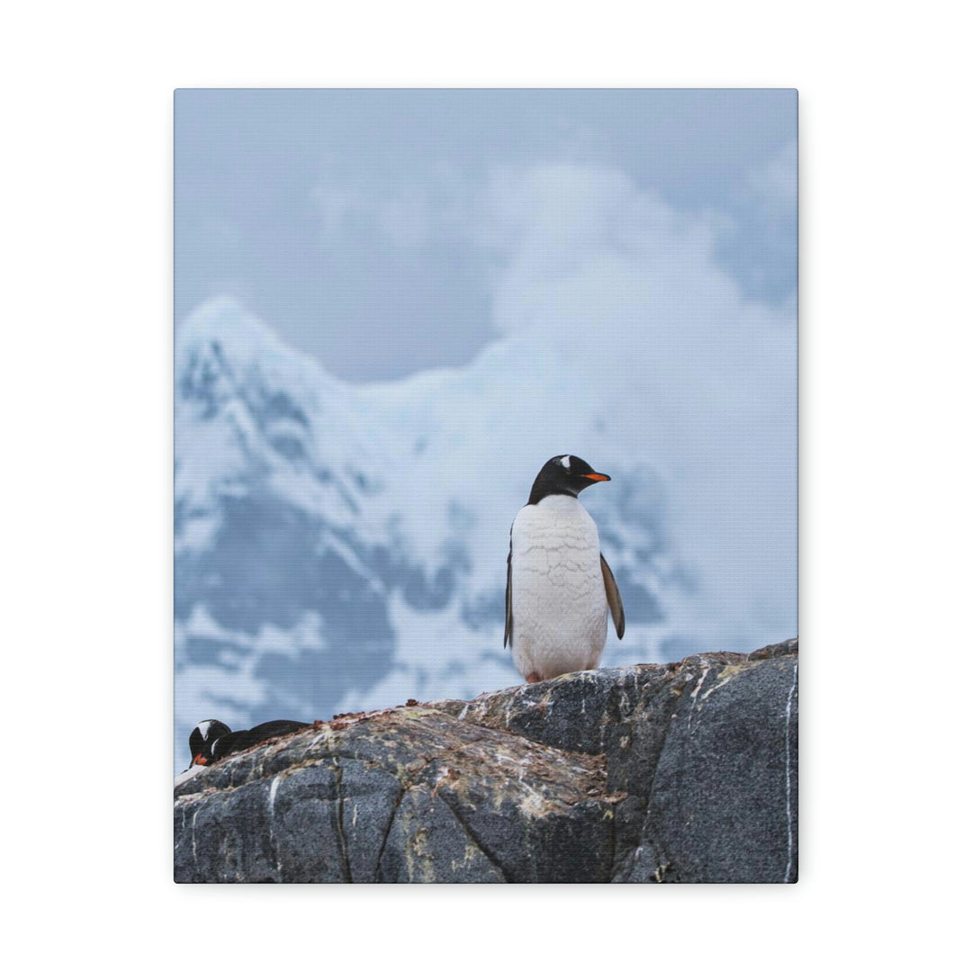 Poised Penguin - Canvas