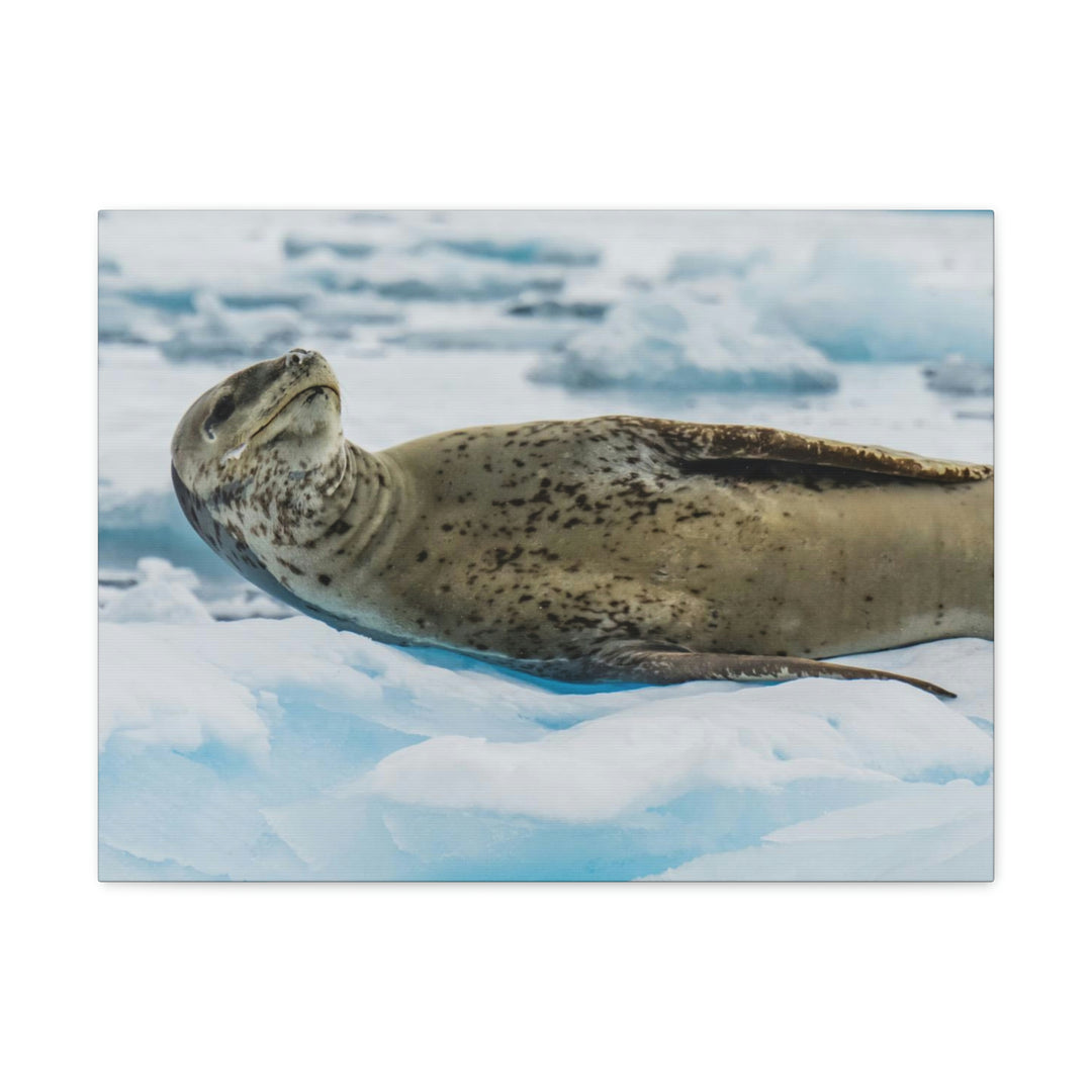 Leopard Seal Relaxing - Canvas