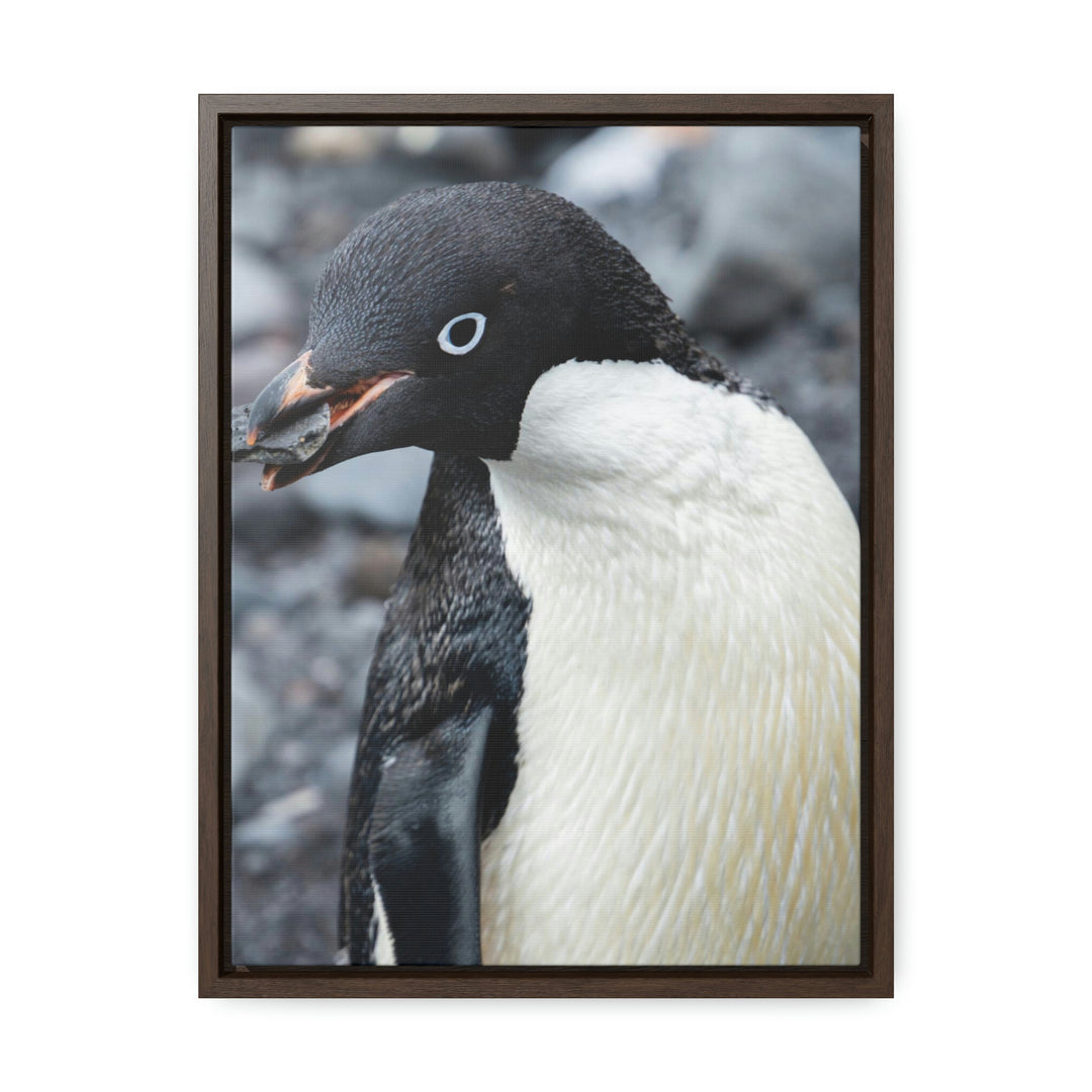 A Penguin's Pebble - Canvas with Frame