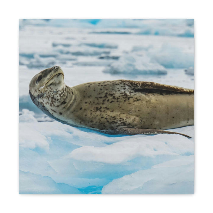 Leopard Seal Relaxing - Canvas