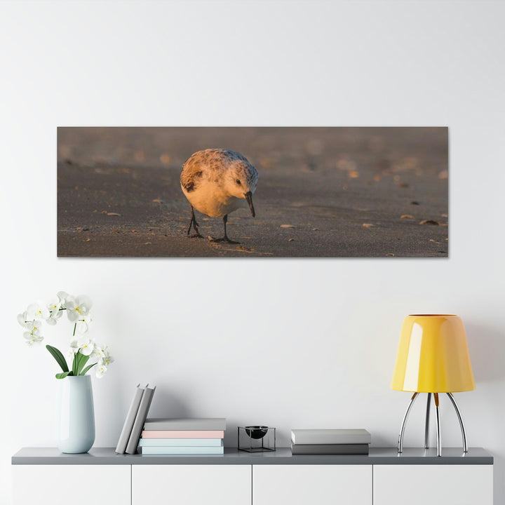 Feeding Sanderling - Canvas