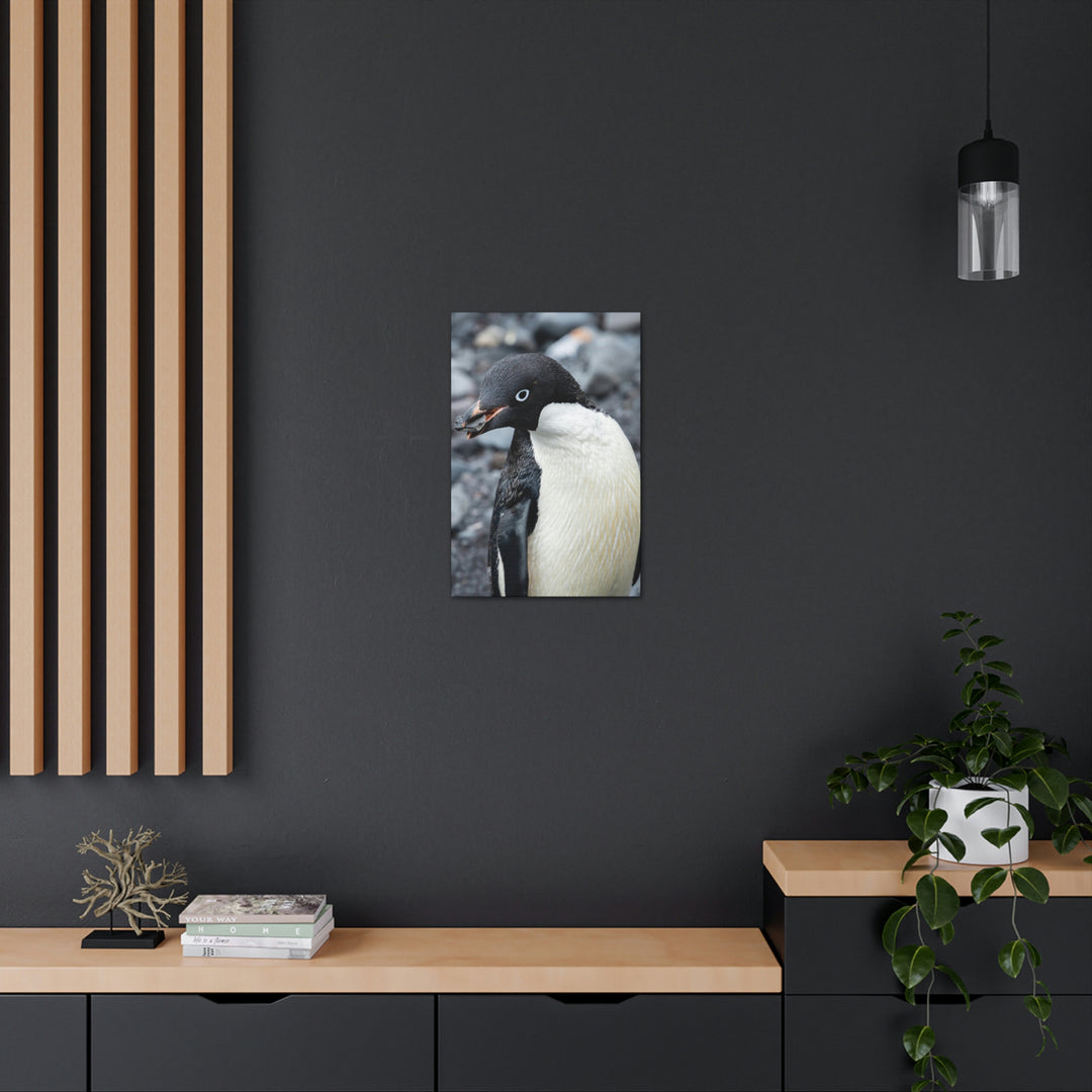 A Penguin's Pebble - Canvas