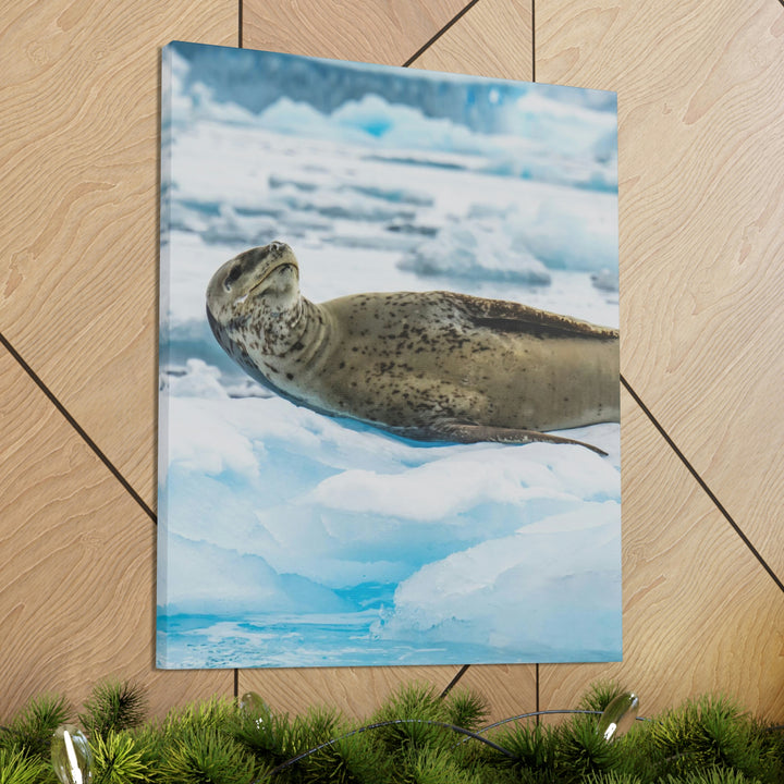 Leopard Seal Relaxing - Canvas