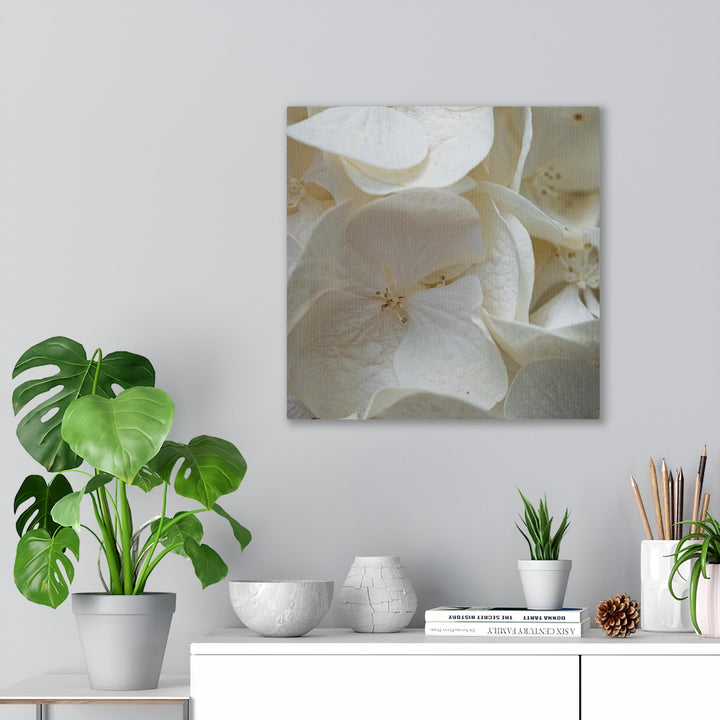 White Hydrangea Detail - Canvas