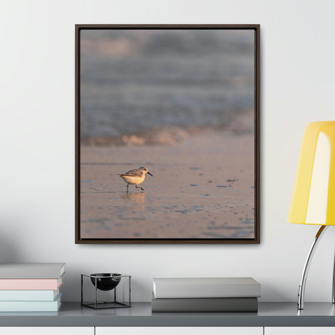 Sanderling in Soft Dusk Light - Canvas with Frame