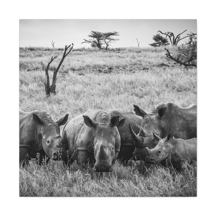 Rhino Family in Black and White - Canvas