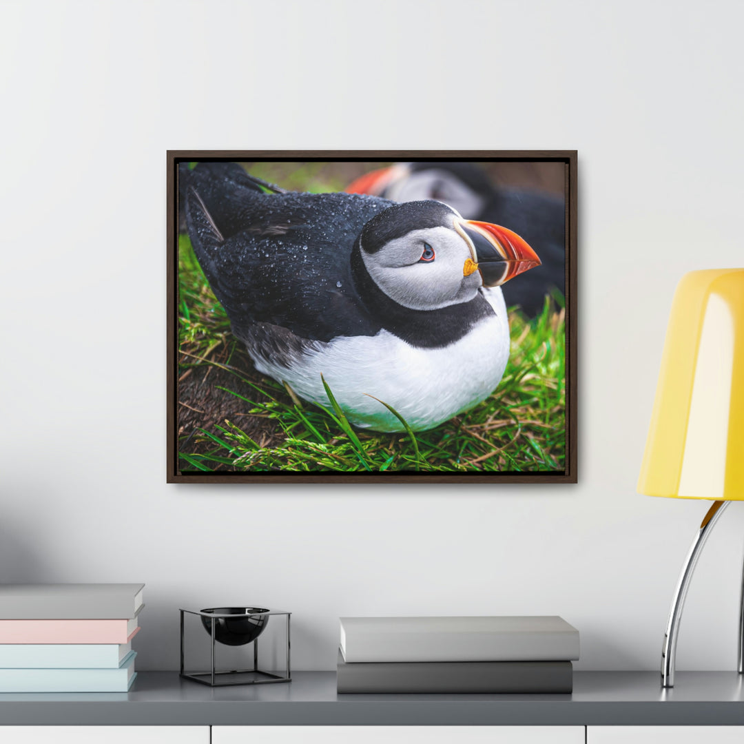 Resting Puffin - Canvas with Frame