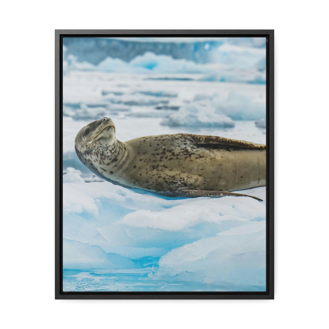 Leopard Seal Relaxing - Canvas with Frame