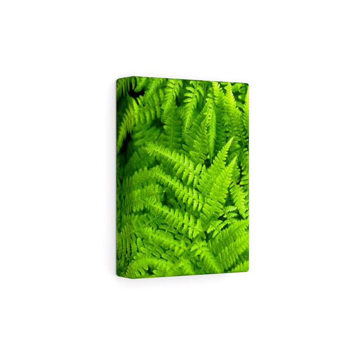 Ferns, Ferns, Ferns - Canvas