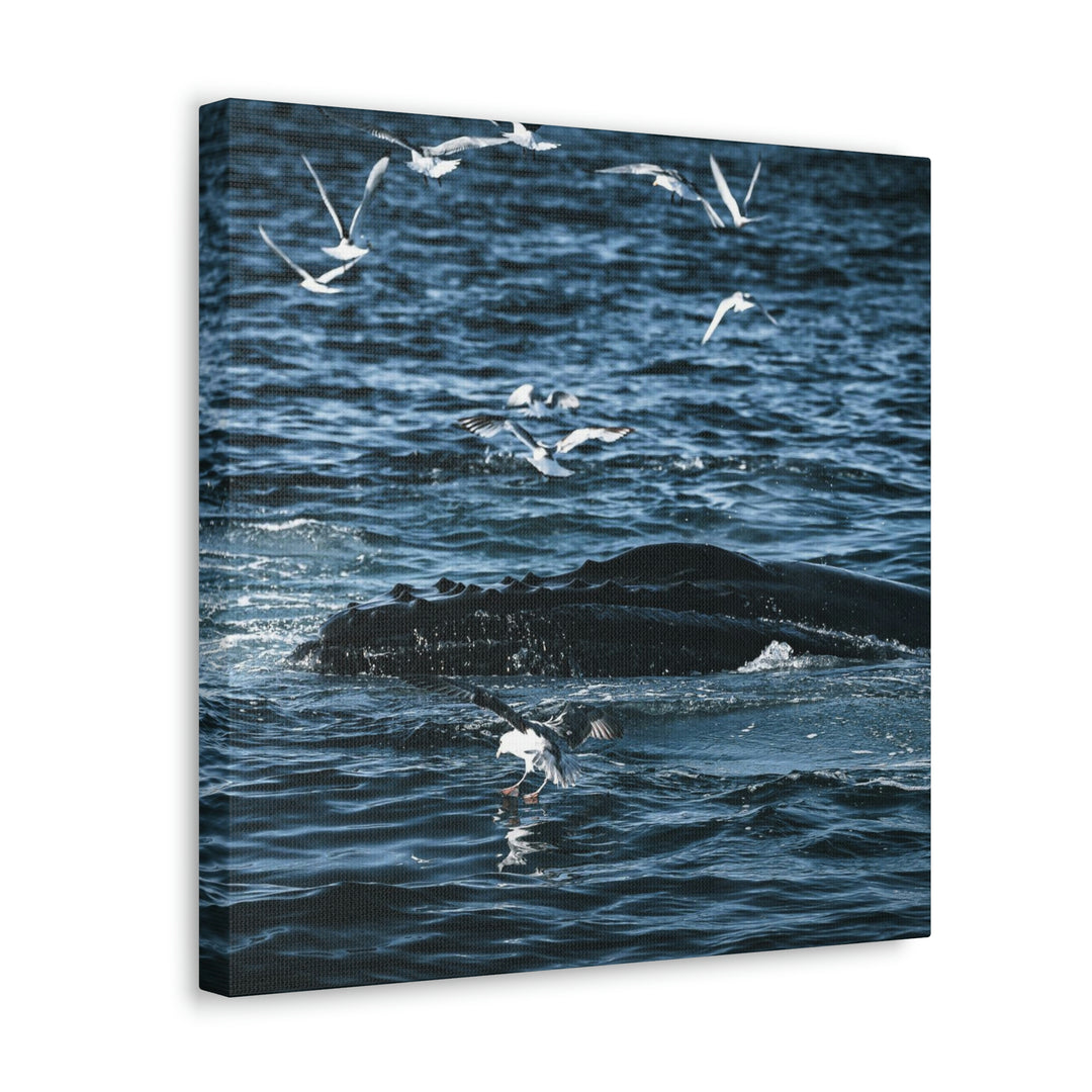 Humpback Hello - Canvas