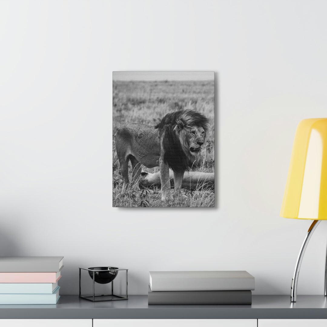 Mating Lions in Black and White - Canvas