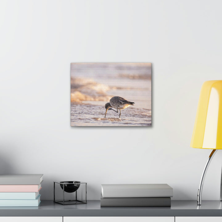 Willet Itch - Canvas