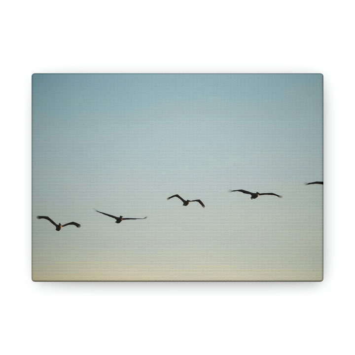 Brown Pelicans in Flight - Canvas