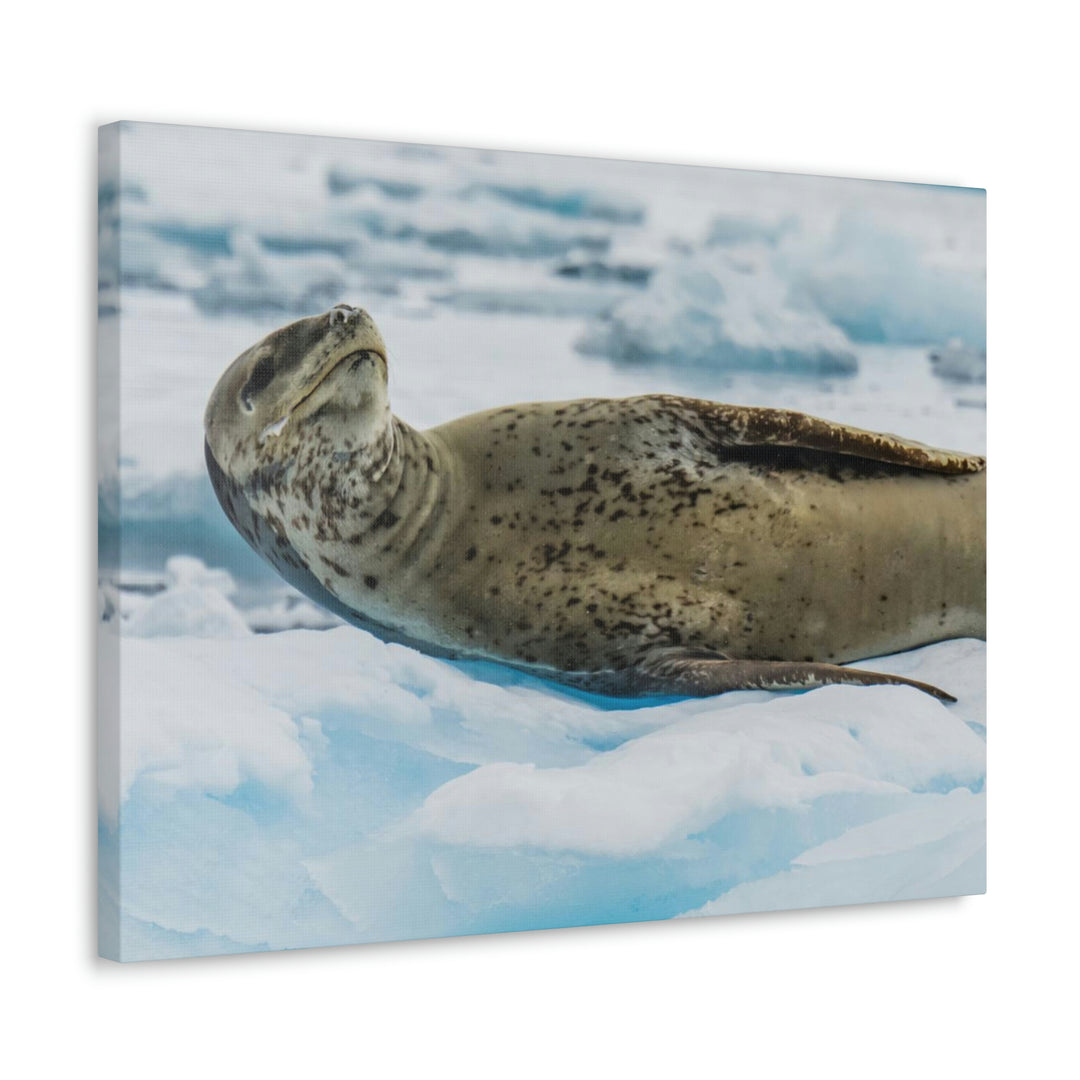 Leopard Seal Relaxing - Canvas