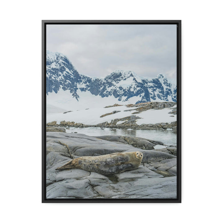 Weddell Relaxing - Canvas with Frame