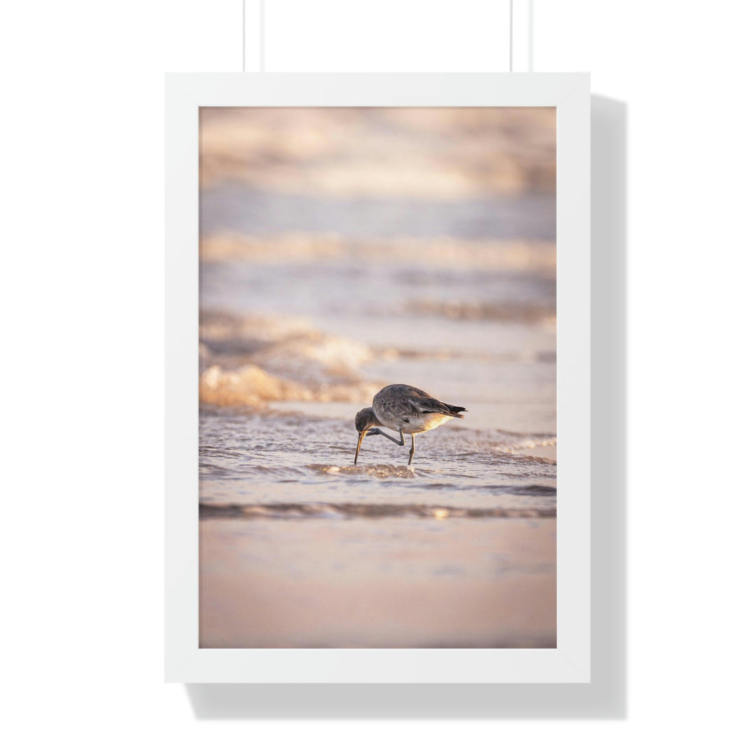 Willet Itch - Framed Print