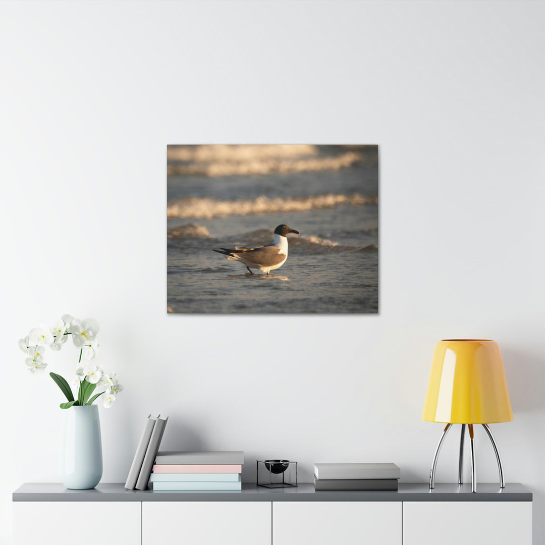 Laughing Gull in the Surf - Canvas