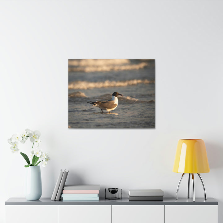 Laughing Gull in the Surf - Canvas