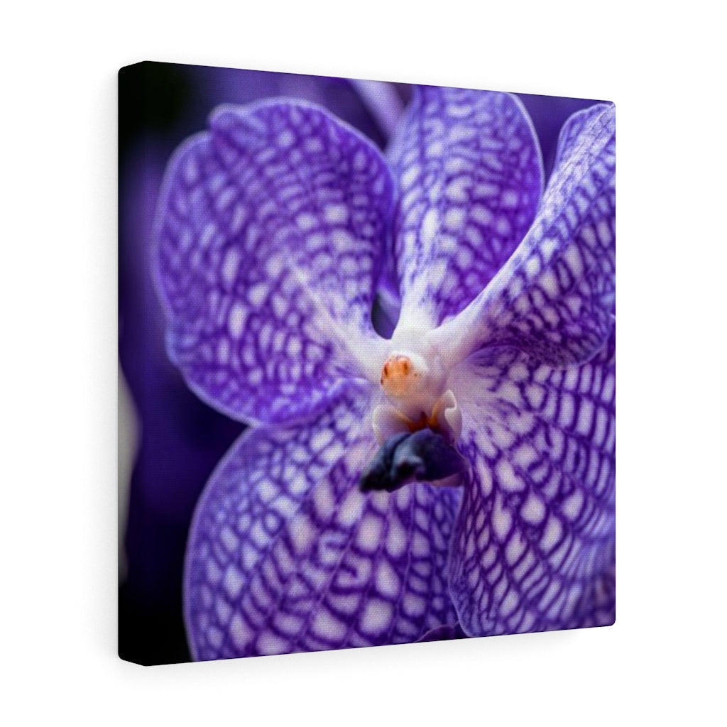 Orchid Detail - Canvas