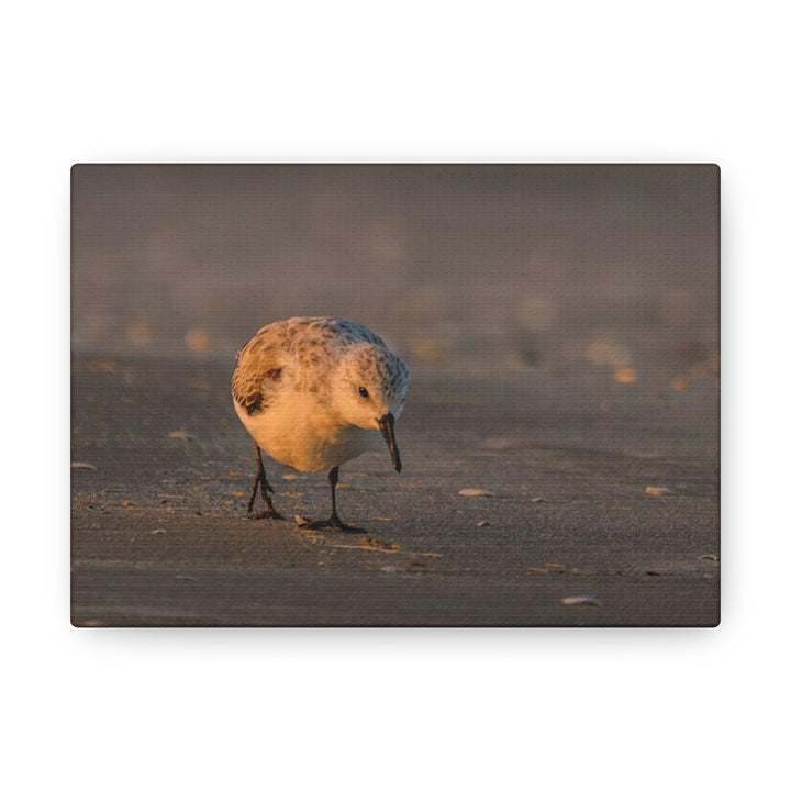 Feeding Sanderling - Canvas