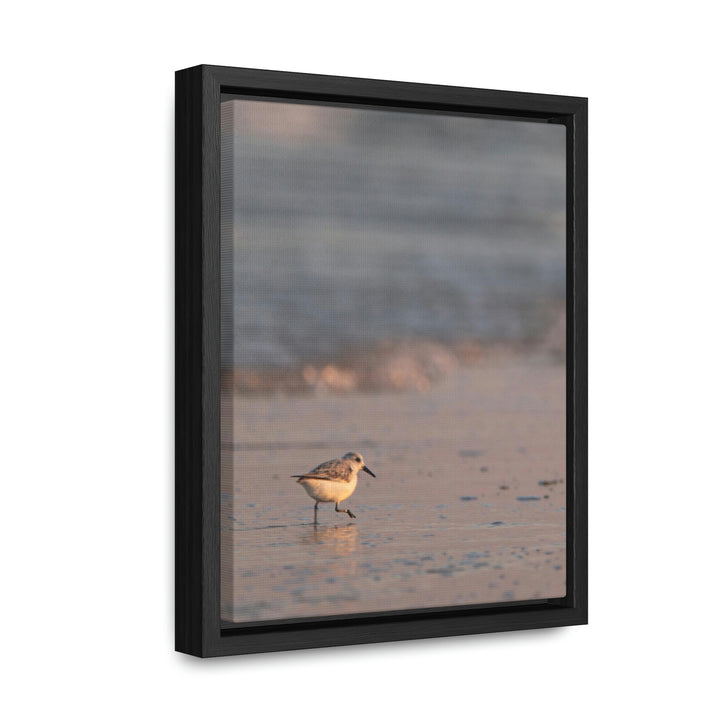 Sanderling in Soft Dusk Light - Canvas with Frame