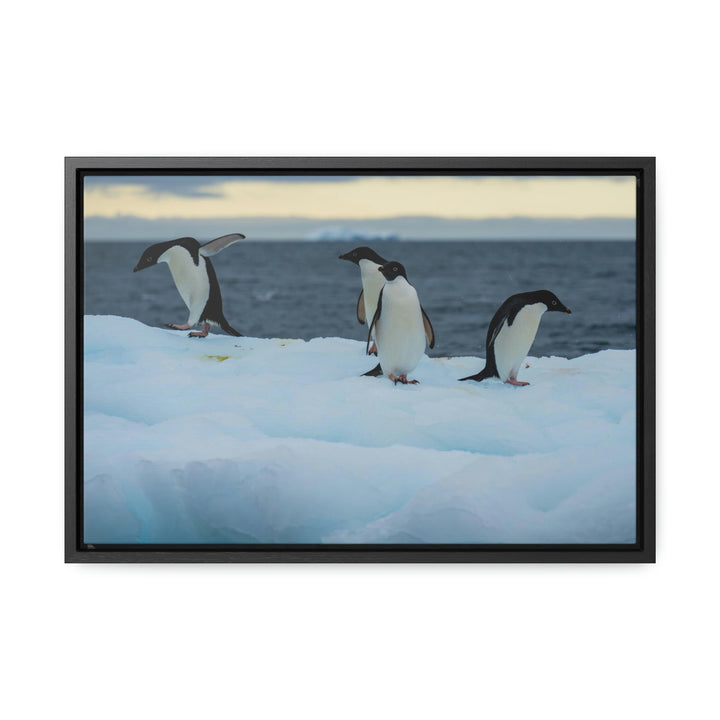 Penguin Dance - Canvas with Frame