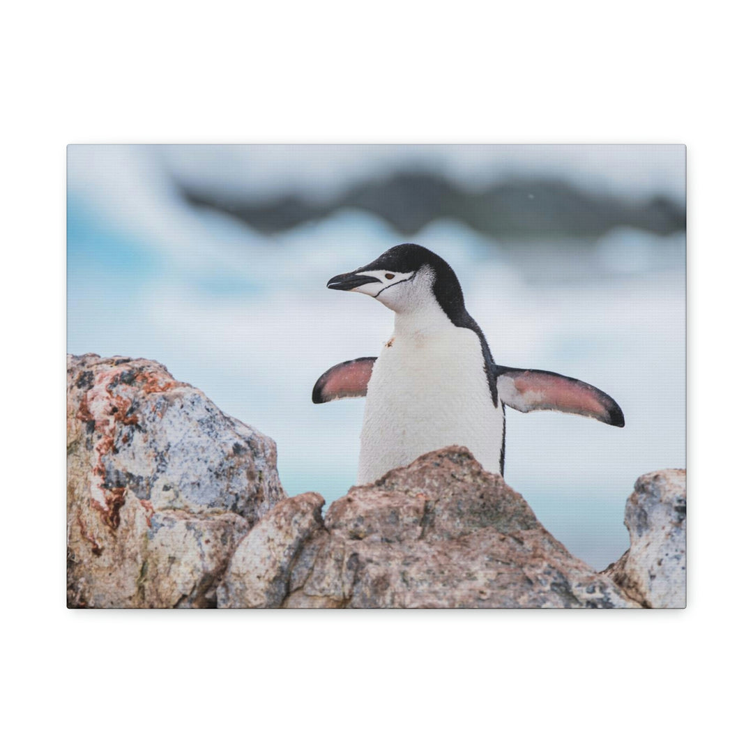 Stretched Penguin - Canvas