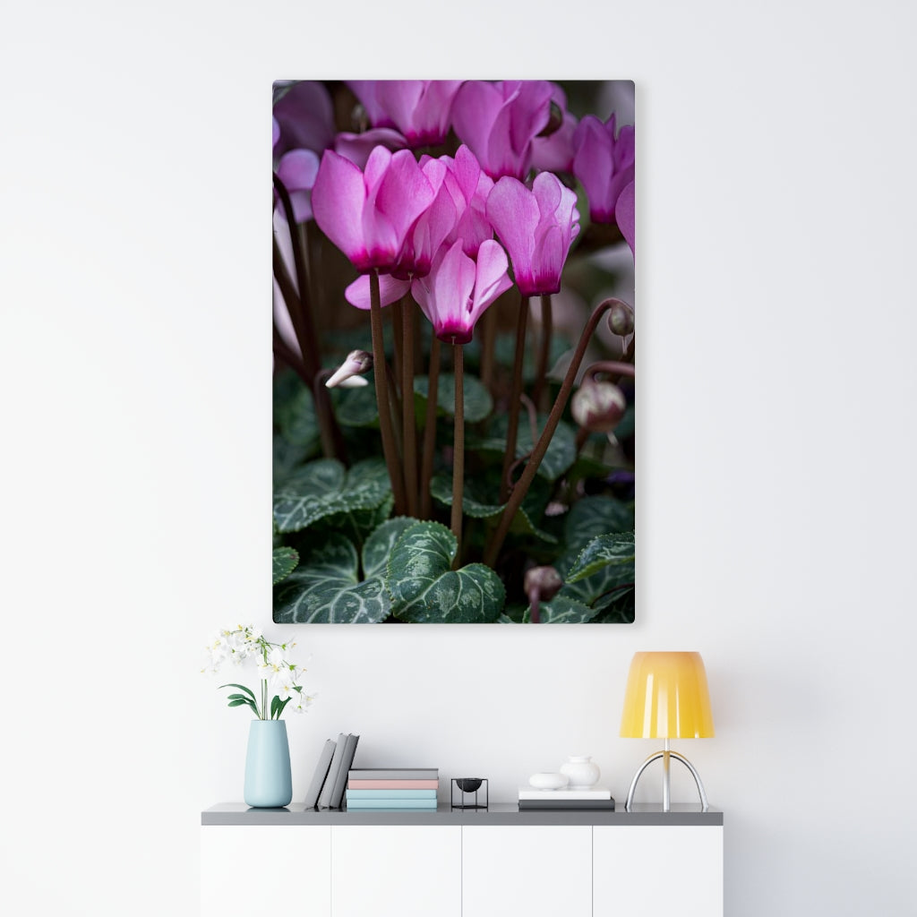 Cyclamen Reach - Canvas