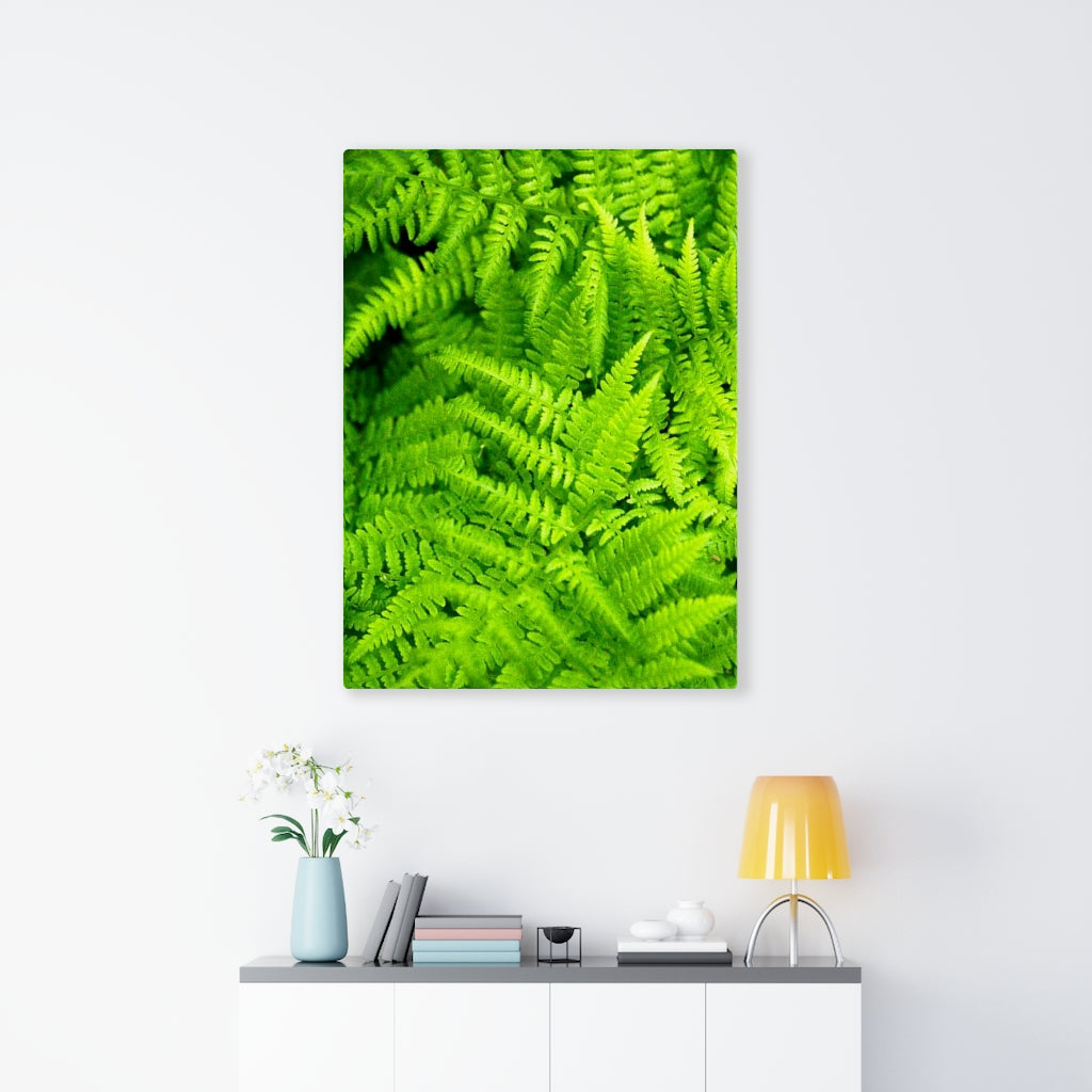 Ferns, Ferns, Ferns - Canvas