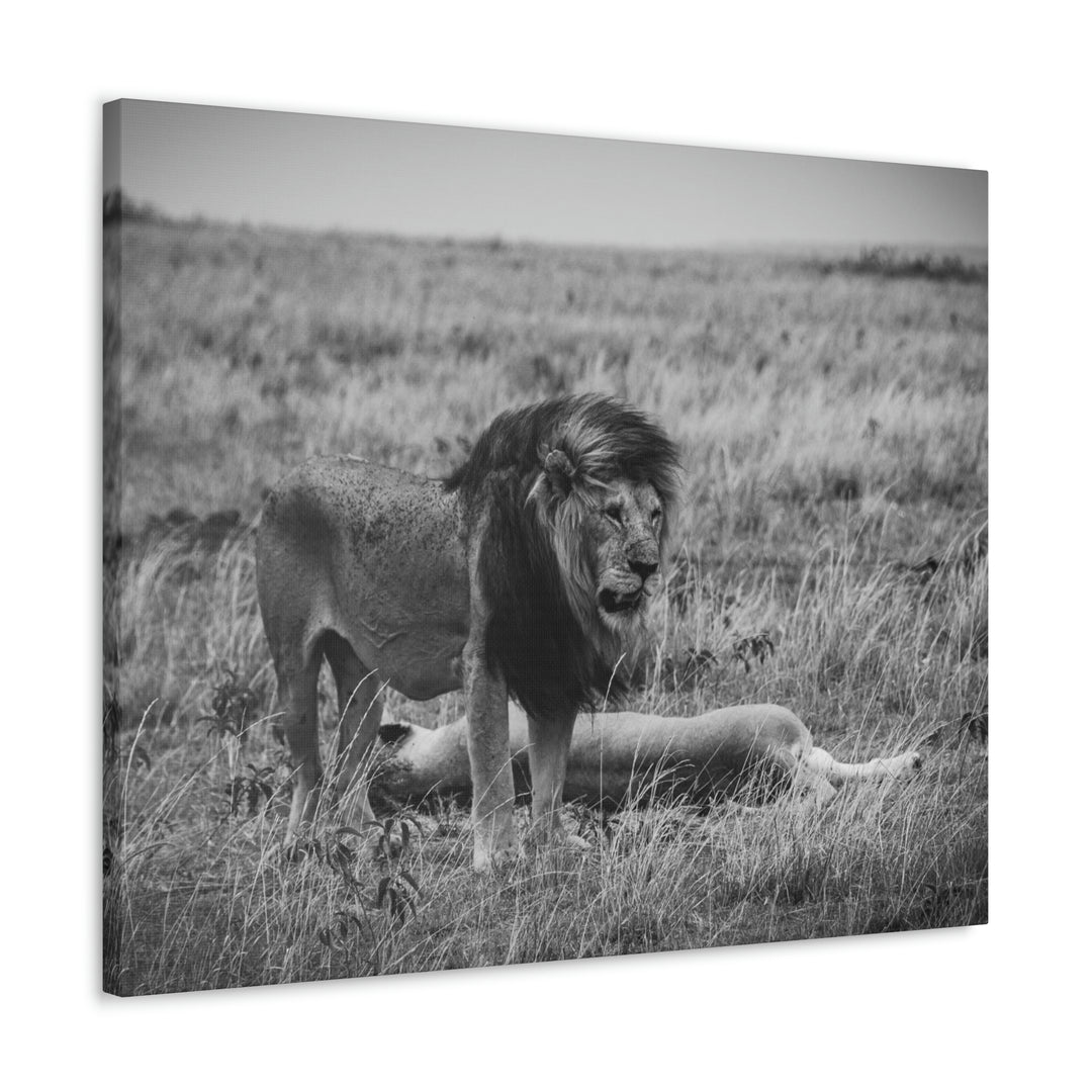 Mating Lions in Black and White - Canvas