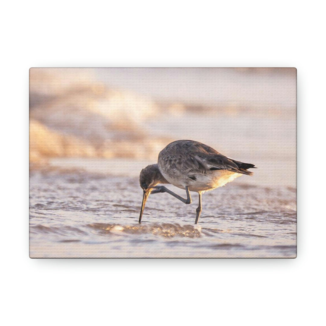 Willet Itch - Canvas