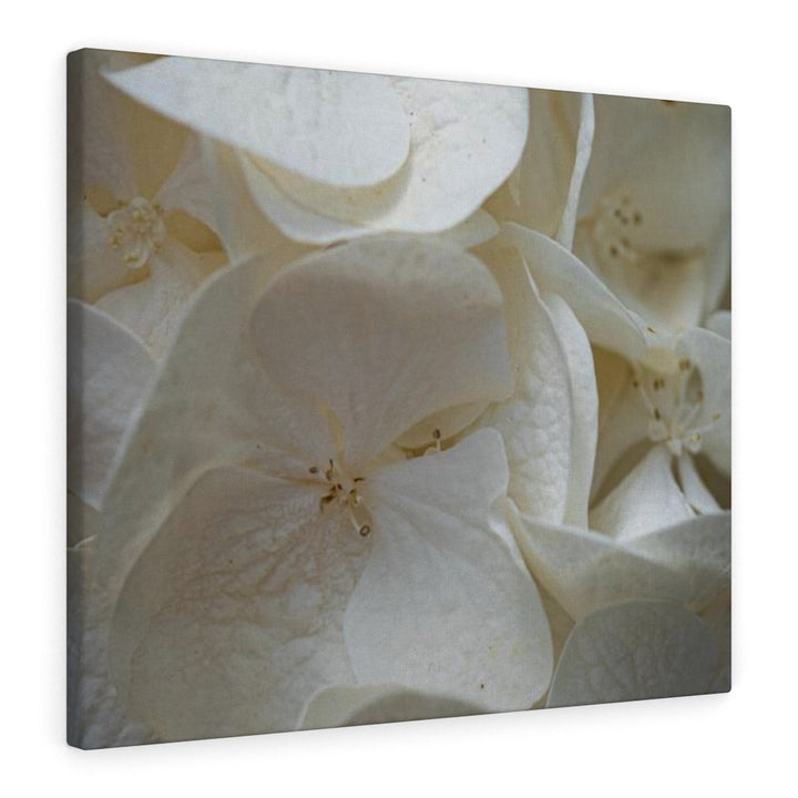 White Hydrangea Detail - Canvas