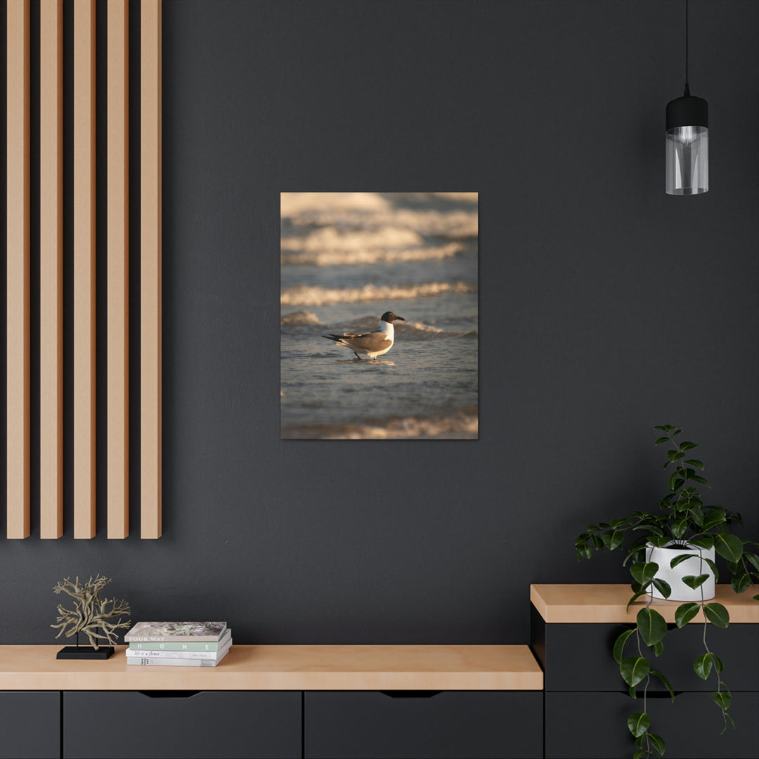 Laughing Gull in the Surf - Canvas