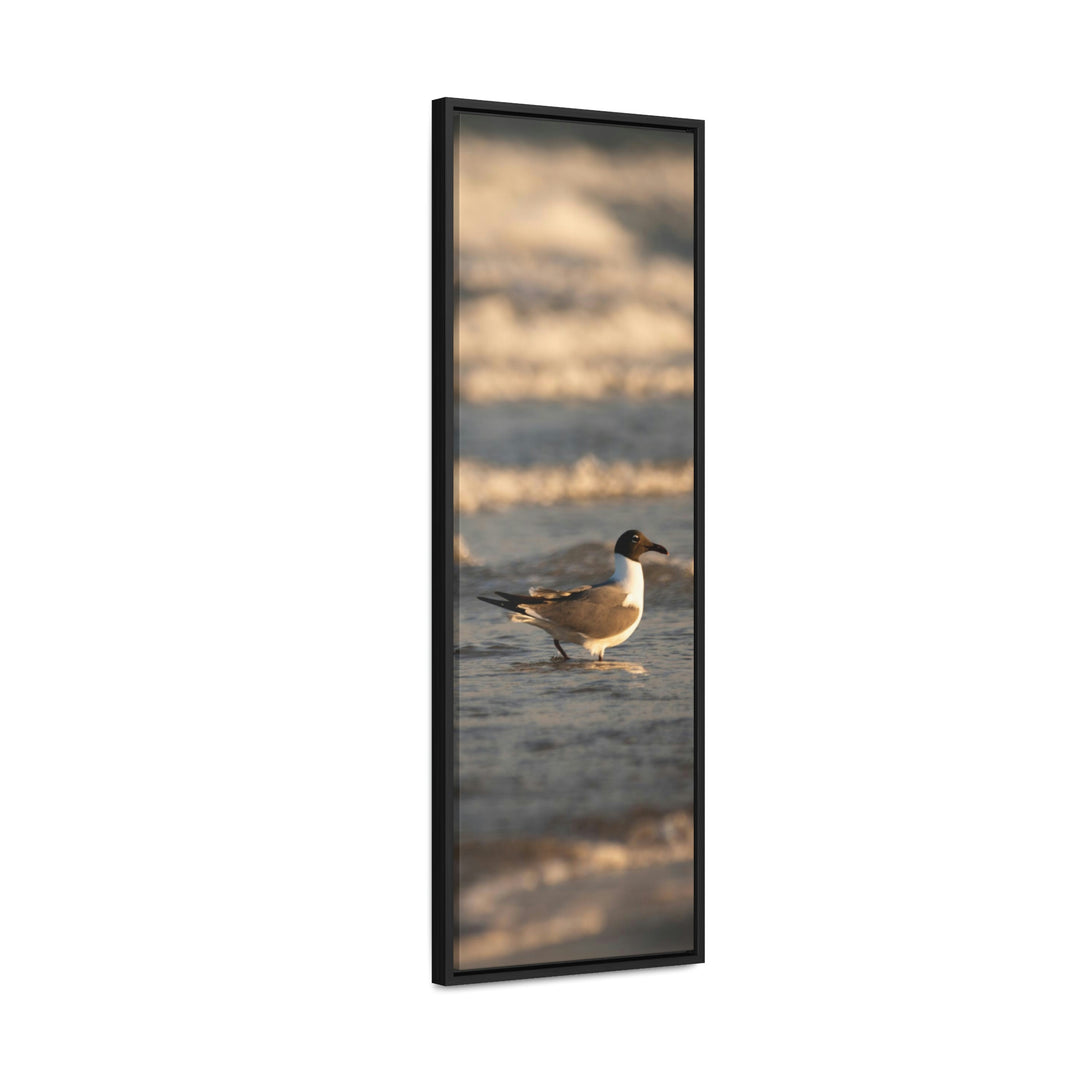 Laughing Gull in the Surf - Canvas with Frame