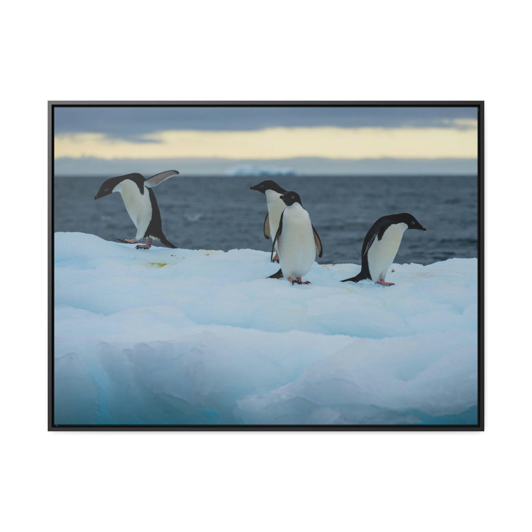 Penguin Dance - Canvas with Frame