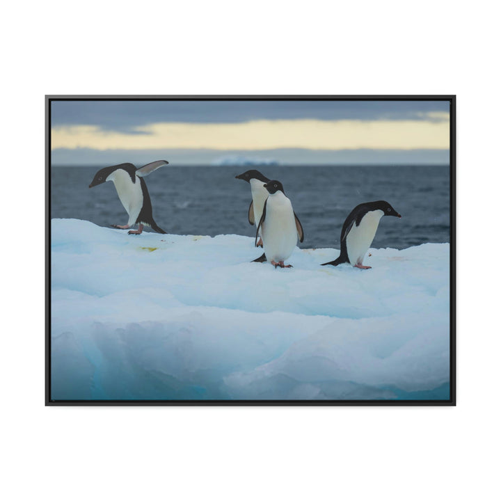 Penguin Dance - Canvas with Frame