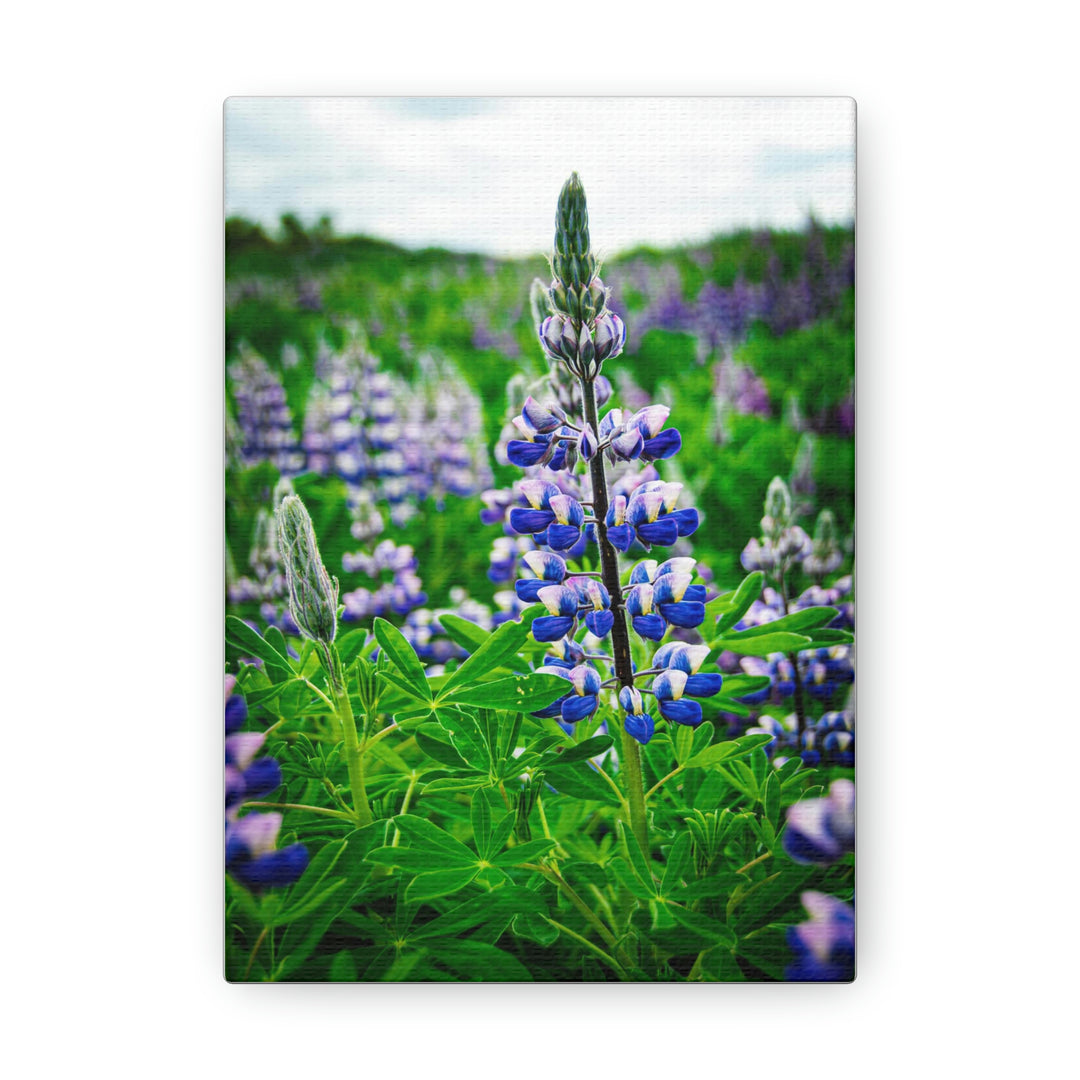 Glowing Lupin - Canvas