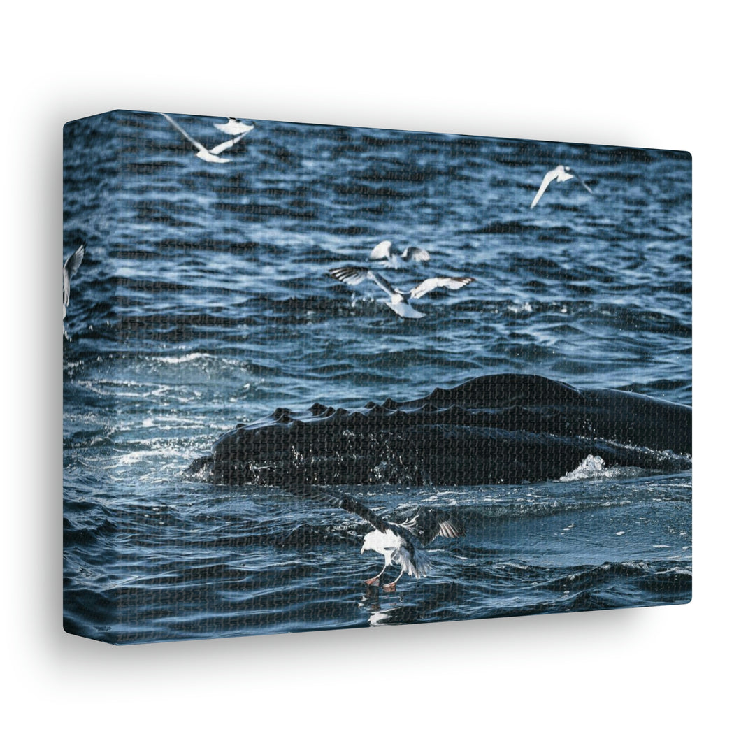 Humpback Hello - Canvas