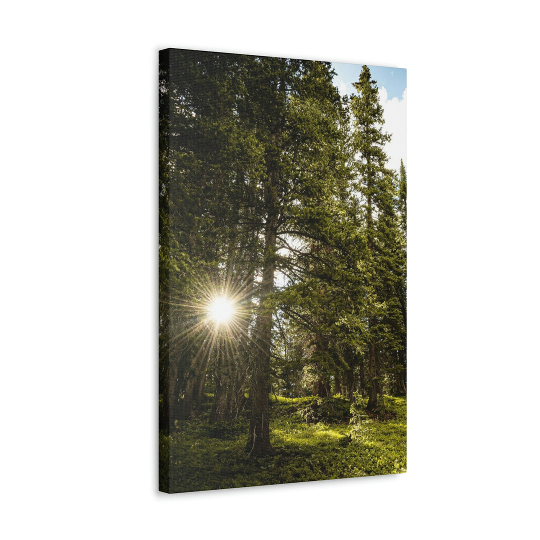 Forest Light - Canvas