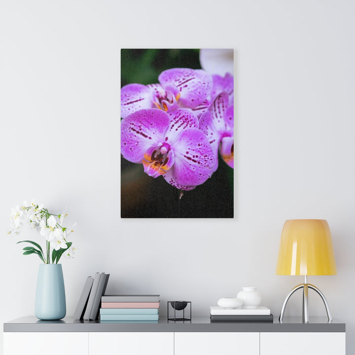 Orchid in Pink - Canvas