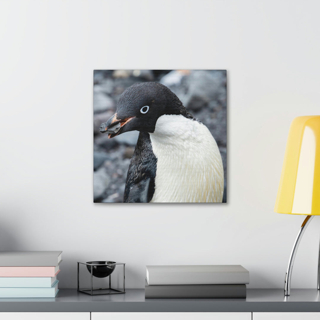 A Penguin's Pebble - Canvas