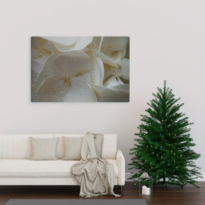 White Hydrangea Detail - Canvas