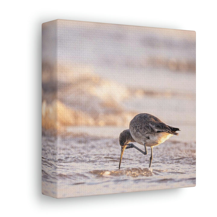 Willet Itch - Canvas