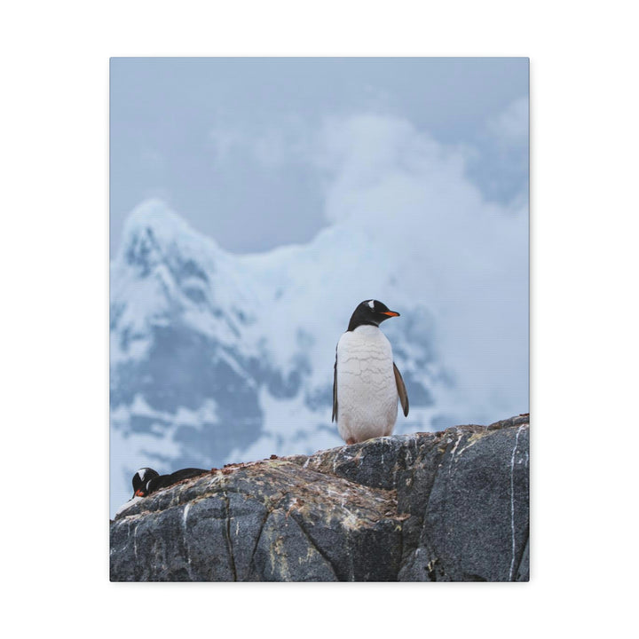 Poised Penguin - Canvas