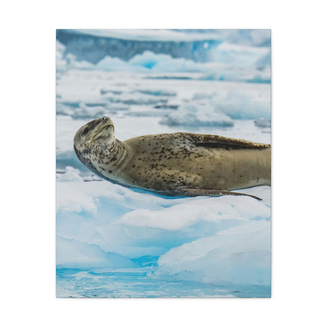 Leopard Seal Relaxing - Canvas