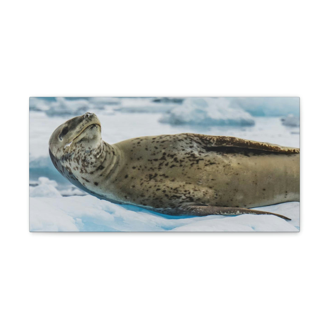 Leopard Seal Relaxing - Canvas