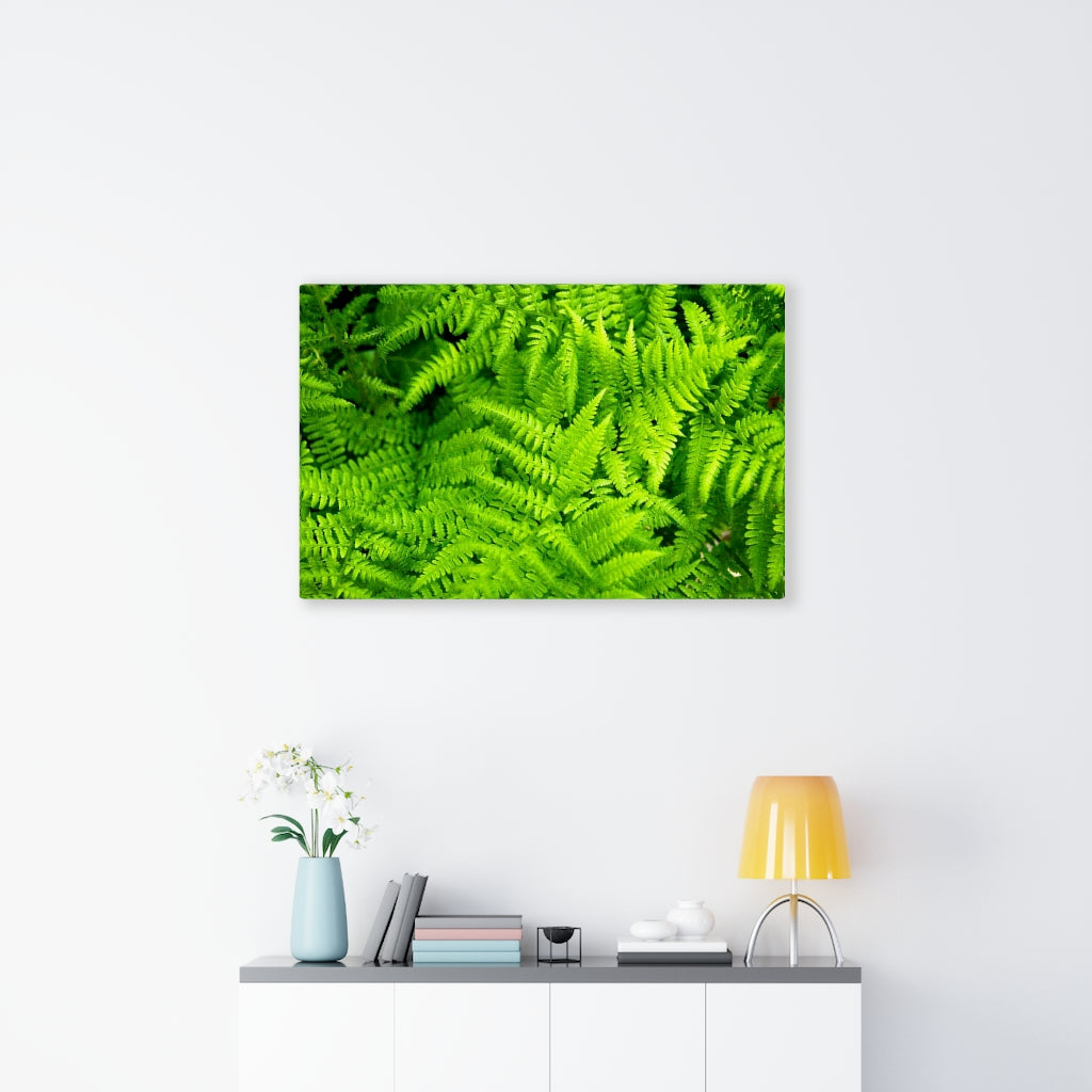 Ferns, Ferns, Ferns - Canvas