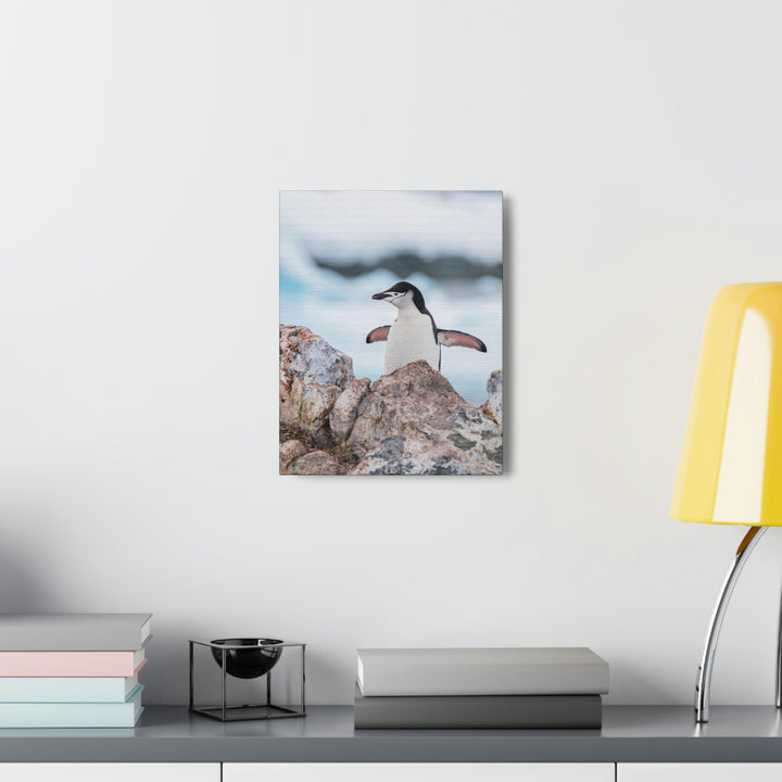 Stretched Penguin - Canvas